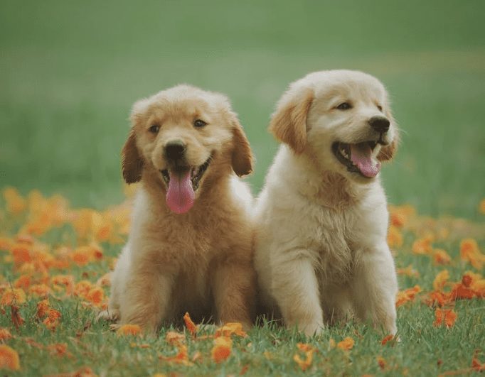 Dois filhotes de golden retriver amarelos na grama com flores